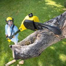 Best Lawn Mowing Services  in Shell Rock, IA